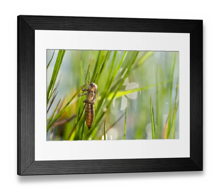 Framed Print : Emperor dragonfly {Anax imperator} chrysalis shell by waters edge, Denmark Farm, Wales, UK Framed Print : Emperor dragonfly {Anax imperator} chrysalis shell by waters edge, Denmark Farm, Wales, UK