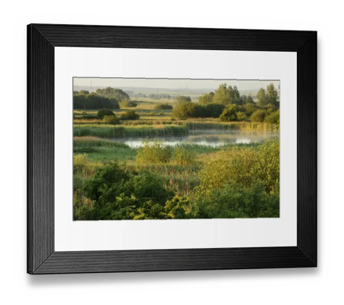 Framed Print : Wicken Fen landscape, Cambridgeshire, UK, June 2011 Framed Print : Wicken Fen landscape, Cambridgeshire, UK, June 2011