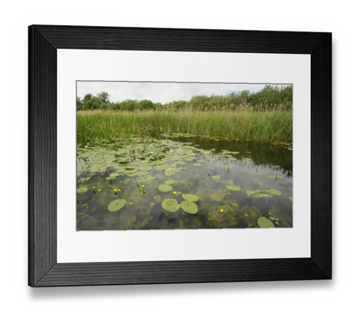 Framed Print : Waterlilies flowering, Wicken Fen, Cambridgeshire, UK, June 2011 Framed Print : Waterlilies flowering, Wicken Fen, Cambridgeshire, UK, June 2011