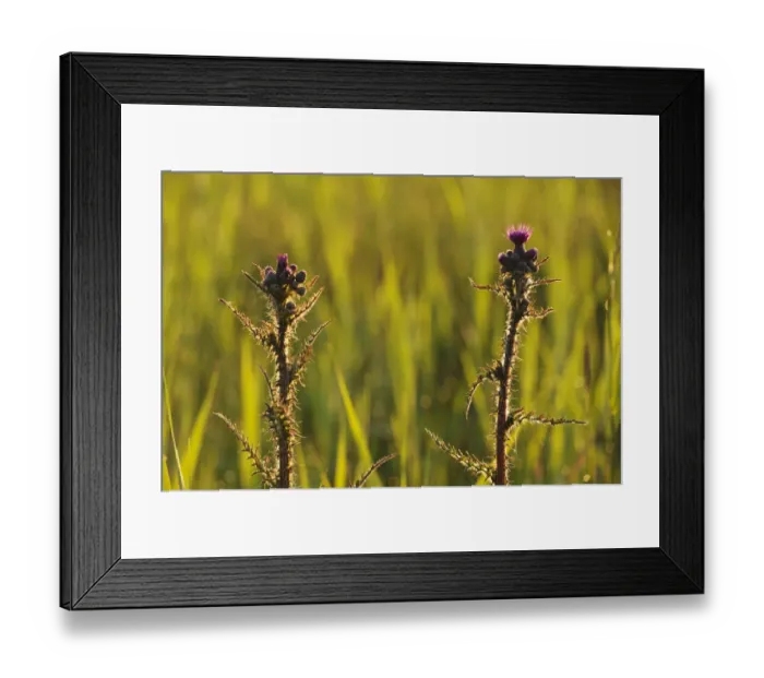 Framed Print : Marsh Thistle (Cirsium palustre) flowering on managed grazing land, Wicken Fen, Cambridgeshire Framed Print : Marsh Thistle (Cirsium palustre) flowering on managed grazing land, Wicken Fen, Cambridgeshire