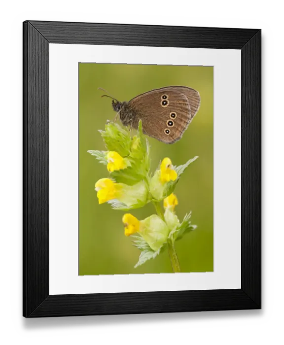 Framed Print : Ringlet butterfly {Aphantopus hyperantus} resting on yellow rattle flowers, Denmark Farm Framed Print : Ringlet butterfly {Aphantopus hyperantus} resting on yellow rattle flowers, Denmark Farm