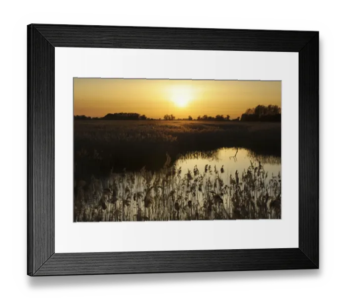 Framed Print : Reed beds (Phragmites sp), Joist Fen at sunset, Lakenheath Fen RSPB Reserve, Suffolk Framed Print : Reed beds (Phragmites sp), Joist Fen at sunset, Lakenheath Fen RSPB Reserve, Suffolk