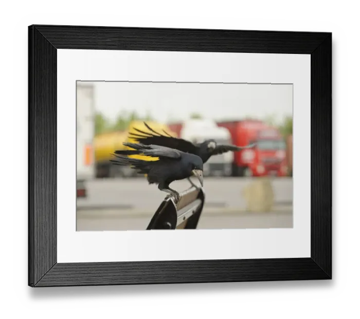 Framed Print : Rooks (Corvus frugilegus) two perched in motorway service area, Midlands, UK, April Framed Print : Rooks (Corvus frugilegus) two perched in motorway service area, Midlands, UK, April