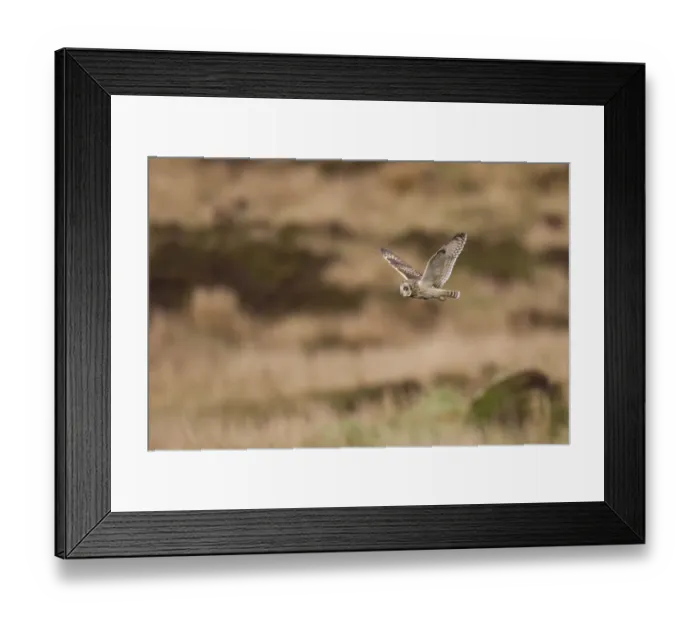 Framed Print : Short-eared owl (Asio flammeus) flying over moorland, North Uist, Western Isles / Outer Hebrides Framed Print : Short-eared owl (Asio flammeus) flying over moorland, North Uist, Western Isles / Outer Hebrides