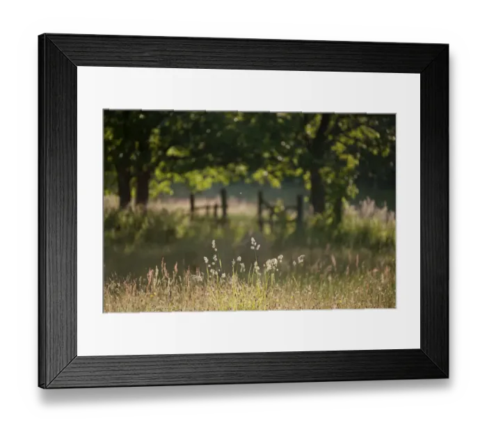 Framed Print : Wildlife rich hay meadow, early morning light in summer, Denmark Farm Conservation Centre Framed Print : Wildlife rich hay meadow, early morning light in summer, Denmark Farm Conservation Centre