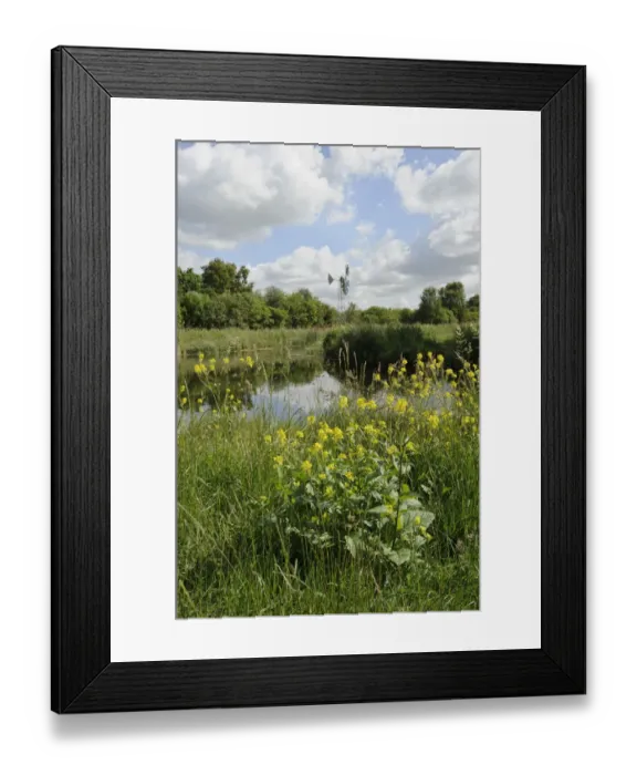 Framed Print : Modern wind pump for pumping water onto Wicken Fen, Charlock (Sinapis arvensis) flwoering