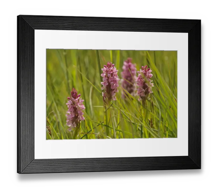 Framed Print : Southern-marsh orchids (Dactylorhiza praetermissa) Wicken Fen, Cambridgeshire, UK, June Framed Print : Southern-marsh orchids (Dactylorhiza praetermissa) Wicken Fen, Cambridgeshire, UK, June