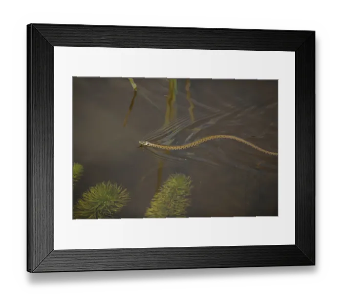 Framed Print : Grass snake (Natrix natrix) swimming through water, Wicken Fen, Cambridgeshire, UK, June Framed Print : Grass snake (Natrix natrix) swimming through water, Wicken Fen, Cambridgeshire, UK, June