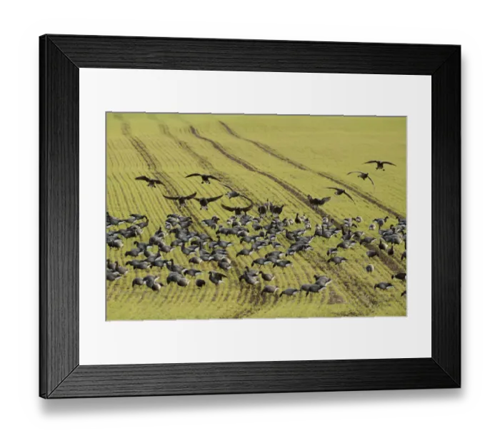 Framed Print : Flock of Dark-bellied brent geese (Branta bernicla bernicla) feeding on crops, South Swale Framed Print : Flock of Dark-bellied brent geese (Branta bernicla bernicla) feeding on crops, South Swale