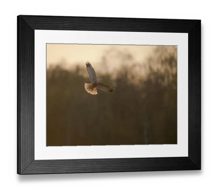 Framed Print : Marsh harrier (Circus aeruginosus) adult male in flight, backlit, Norfolk, UK, April Framed Print : Marsh harrier (Circus aeruginosus) adult male in flight, backlit, Norfolk, UK, April