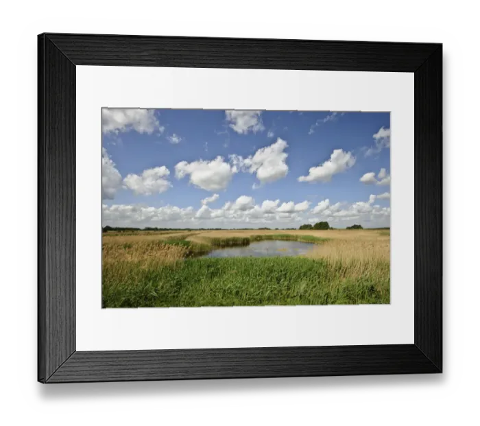 Framed Print : Reed beds at Joist Fen, Lakenheath Fen RSPB Reserve, Suffolk, UK, May 2011 Framed Print : Reed beds at Joist Fen, Lakenheath Fen RSPB Reserve, Suffolk, UK, May 2011
