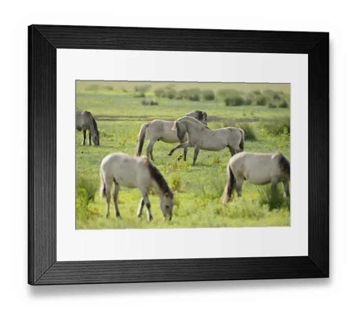 Framed Print : Konik horse (Equus caballus) herd grazing with two stallions interacting, Wicken Fen Framed Print : Konik horse (Equus caballus) herd grazing with two stallions interacting, Wicken Fen