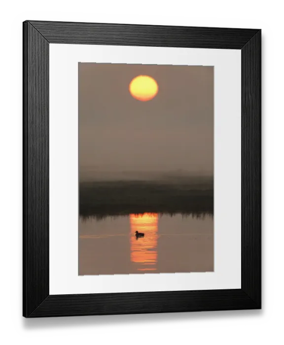 Framed Print : Duck on water in reflection of sunlight at dawn, Elmley RSPB Reserve, Kent, UK, April