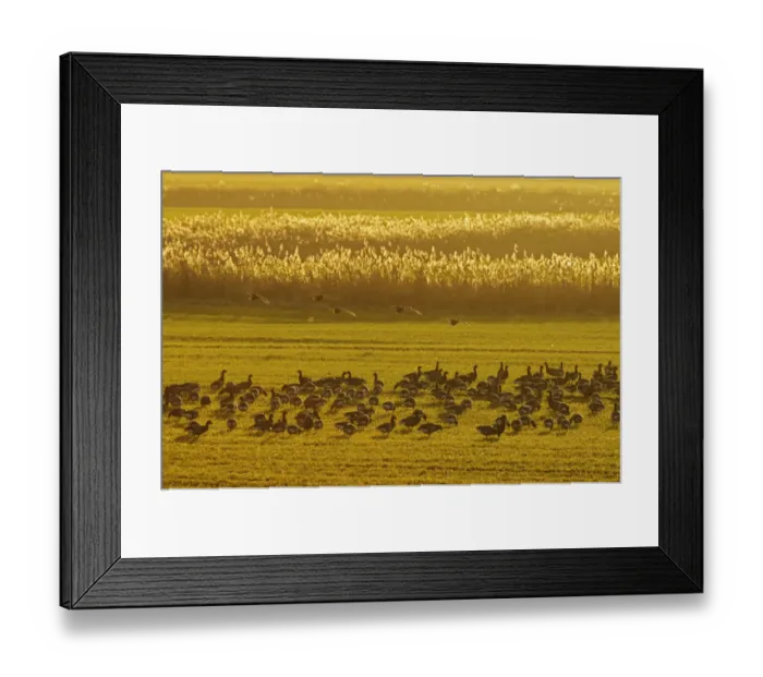 Framed Print : Flock of Dark-bellied brent geese (Branta bernicla bernicla) feeding on crops at dusk Framed Print : Flock of Dark-bellied brent geese (Branta bernicla bernicla) feeding on crops at dusk