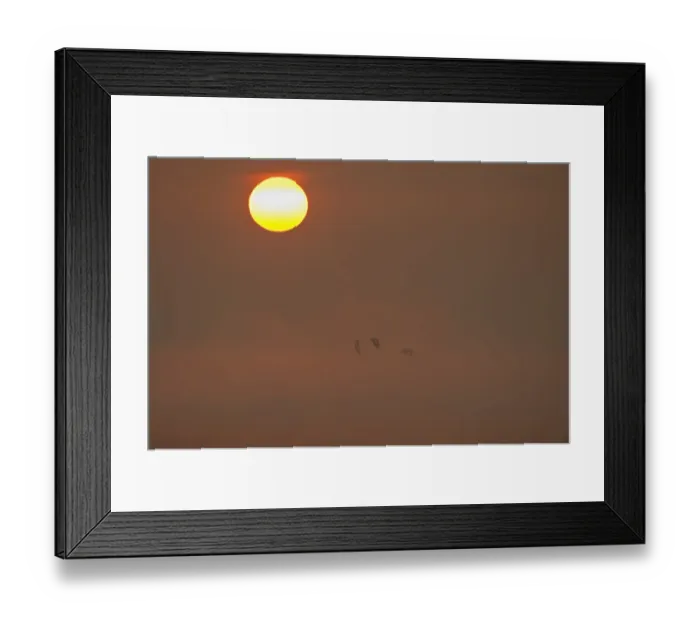Framed Print : Sun rising at dawn with silhouette of Shelduck (Tadorna tadorna) in flight, Elmley RSPB Reserve Framed Print : Sun rising at dawn with silhouette of Shelduck (Tadorna tadorna) in flight, Elmley RSPB Reserve