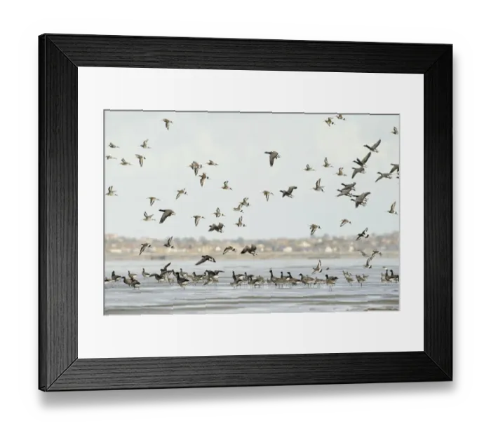 Framed Print : Mixed flock of Dark-bellied brent geese (Branta bernicla bernicla) and Black-tailed godwit Framed Print : Mixed flock of Dark-bellied brent geese (Branta bernicla bernicla) and Black-tailed godwit