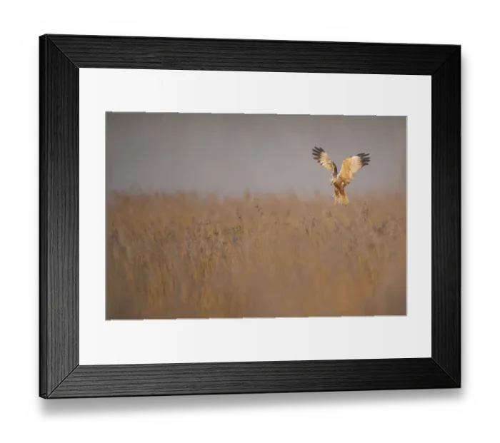 Framed Print : Marsh harrier (Circus aeruginosus) adult male in flight hunting over reedbed at dawn Framed Print : Marsh harrier (Circus aeruginosus) adult male in flight hunting over reedbed at dawn