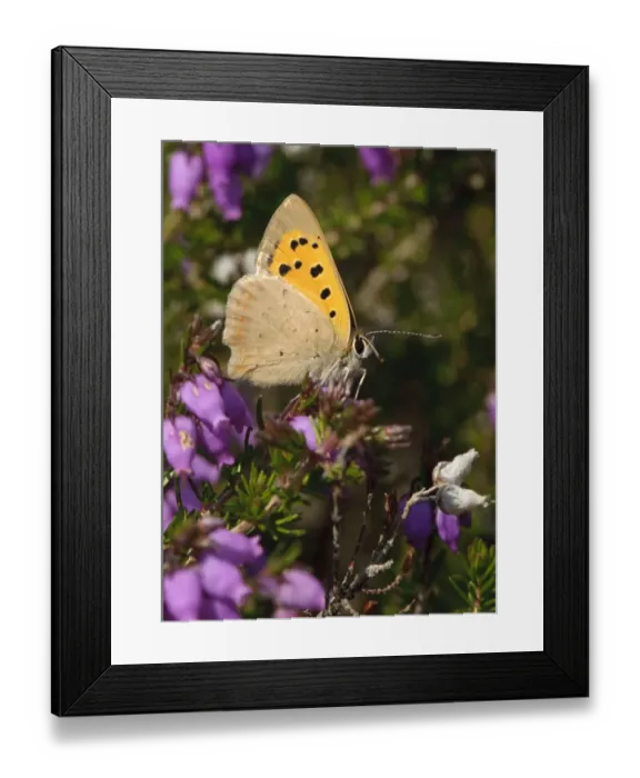 Framed Print : Small copper butterfly (Lycaena phlaeas) on Bell heather (Erica cinerea), Minsmere RSPB reserve Framed Print : Small copper butterfly (Lycaena phlaeas) on Bell heather (Erica cinerea), Minsmere RSPB reserve
