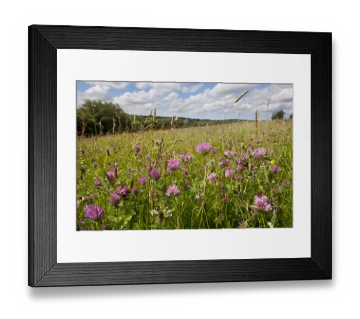 Framed Print : Red clover {Trifolium pratense} flowering growing in hay meadow at Denmark Farm, Lampeter Framed Print : Red clover {Trifolium pratense} flowering growing in hay meadow at Denmark Farm, Lampeter