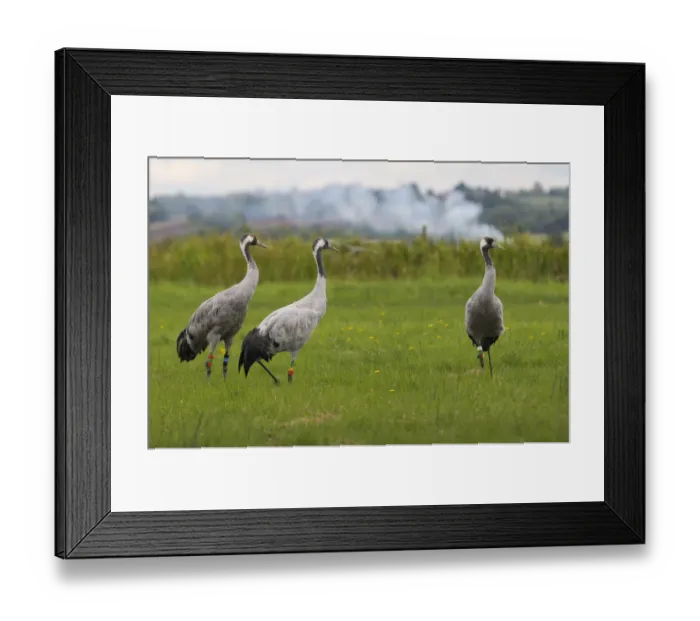 Framed Print : Minnie, Squidgy and Vince, three of the flock of Common Framed Print : Minnie, Squidgy and Vince, three of the flock of Common