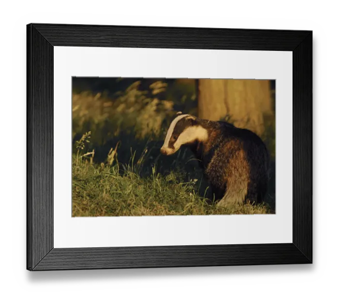 Framed Print : Badger (Meles meles) sub-adult beside tree, Derbyshire, UK Framed Print : Badger (Meles meles) sub-adult beside tree, Derbyshire, UK