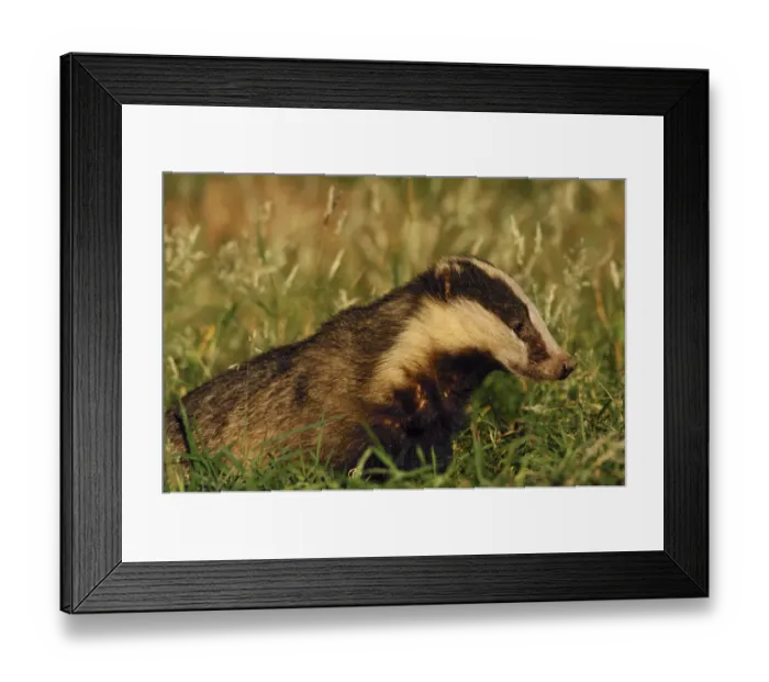 Framed Print : Badger (Meles meles) adult, portrait, Derbyshire, UK Framed Print : Badger (Meles meles) adult, portrait, Derbyshire, UK