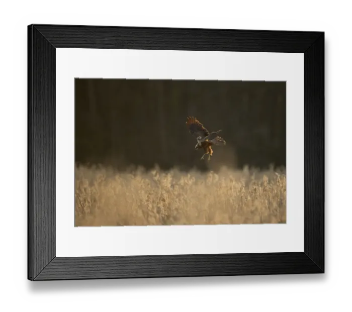 Framed Print : Marsh harrier (Circus aeruginosus) adult female preparing to land in reedbeds, backlit