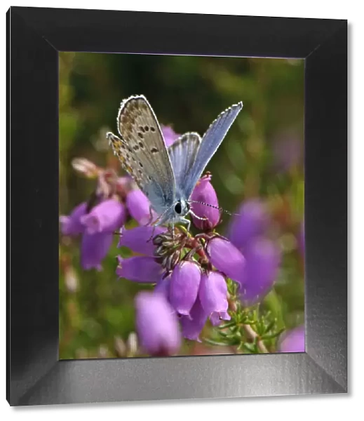 Silver-studded blue butterfly (Plebeius argus) male at rest on Bell heather (Erica