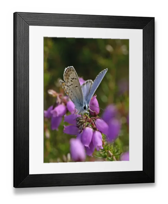 Framed Print : Silver-studded blue butterfly (Plebeius argus) male at rest on Bell heather (Erica Framed Print : Silver-studded blue butterfly (Plebeius argus) male at rest on Bell heather (Erica