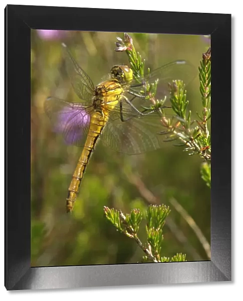 Common darter dragonfly (Sympetrum striolatum) adult female at rest on Bell heather (Erica cinerea)
