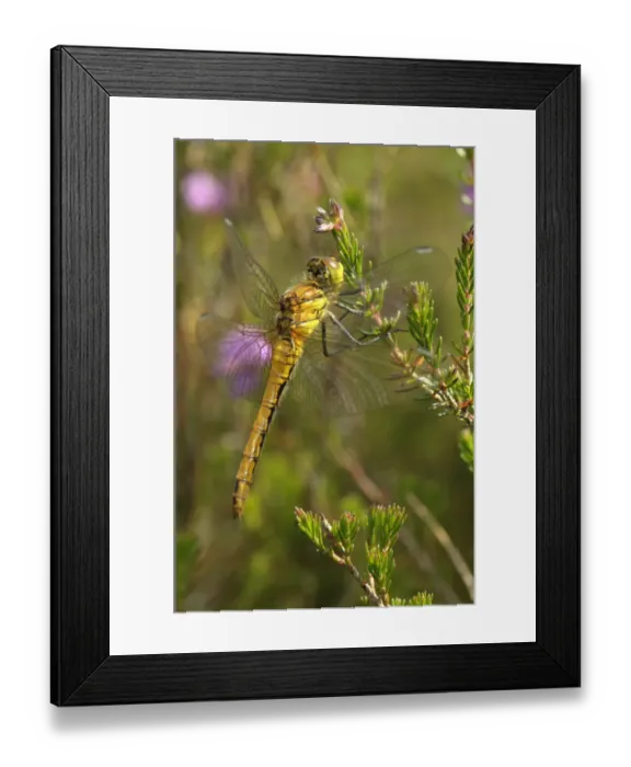 Framed Print : Common darter dragonfly (Sympetrum striolatum) adult female at rest on Bell heather (Erica cinerea) Framed Print : Common darter dragonfly (Sympetrum striolatum) adult female at rest on Bell heather (Erica cinerea)