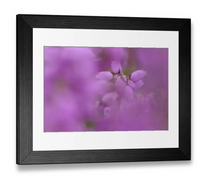 Framed Print : Bell heather (Erica cinerea) in flower, Minsmere RSPB reserve, Suffolk, UK, July Framed Print : Bell heather (Erica cinerea) in flower, Minsmere RSPB reserve, Suffolk, UK, July