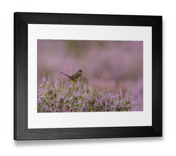 Framed Print : Dartford warbler (Sylvia undata) adult male perched on flowering Heather  /  Ling