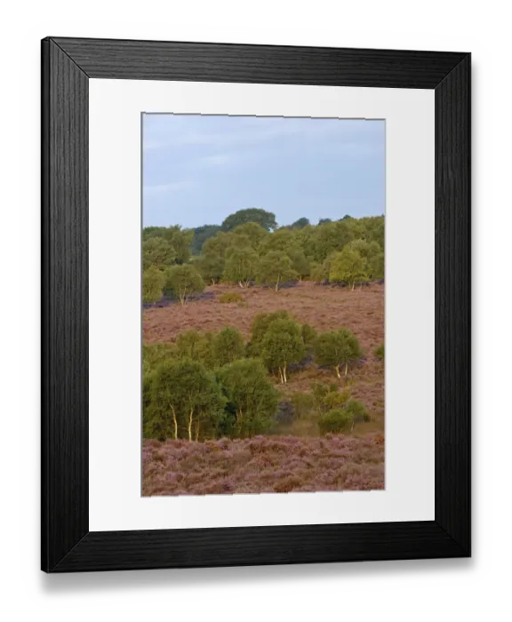 Framed Print : Birch trees and Heather / Ling (Calluna vulgaris) in flower on Westleton Heath NNR Framed Print : Birch trees and Heather / Ling (Calluna vulgaris) in flower on Westleton Heath NNR