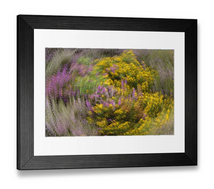 Framed Print : Bell heather (Erica cinerea), Ling (Calluna vulgaris) and Dwarf gorse (Ulex minor) Framed Print : Bell heather (Erica cinerea), Ling (Calluna vulgaris) and Dwarf gorse (Ulex minor)