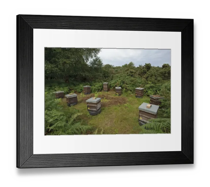 Framed Print : Honey bee (Apis mellifera) beehives sited on edge of heathland for premium heather honey production Framed Print : Honey bee (Apis mellifera) beehives sited on edge of heathland for premium heather honey production