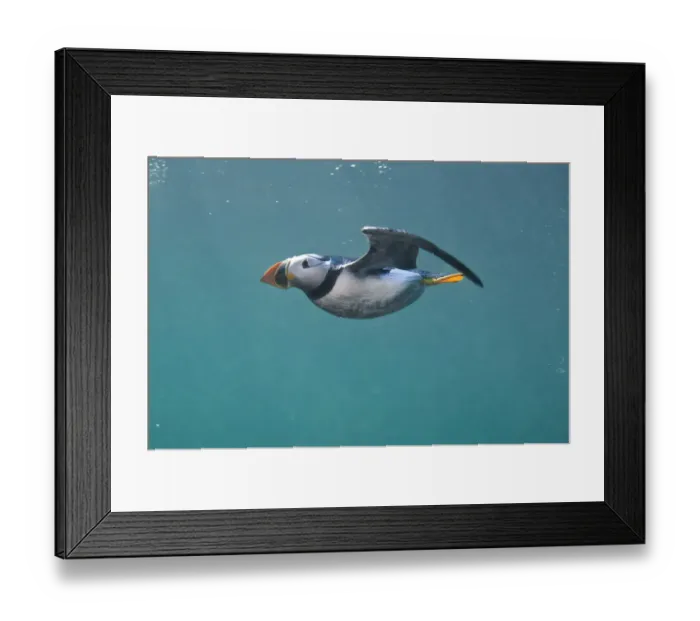 Framed Print : Puffin (Fratercula arctica) swimming underwater, Farne Islands, Northumberland, UK, July Framed Print : Puffin (Fratercula arctica) swimming underwater, Farne Islands, Northumberland, UK, July