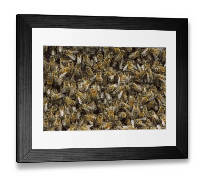 Framed Print : Worker European honey bees (Apis mellifera) in beehive, Suffolk, UK, August Framed Print : Worker European honey bees (Apis mellifera) in beehive, Suffolk, UK, August