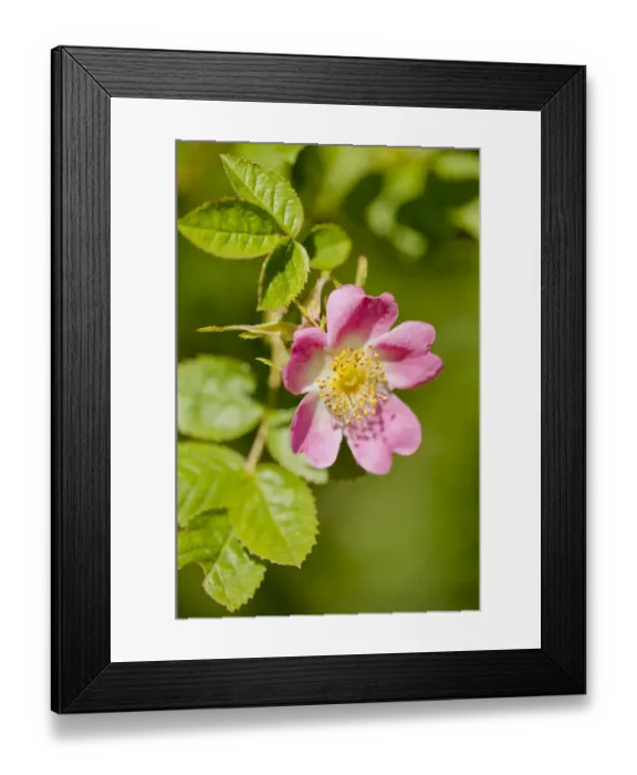 Framed Print : Dog rose {Rosa canina} flowering in healthy hedgerow, Denmark Farm, Lampeter, Wales, UK Framed Print : Dog rose {Rosa canina} flowering in healthy hedgerow, Denmark Farm, Lampeter, Wales, UK