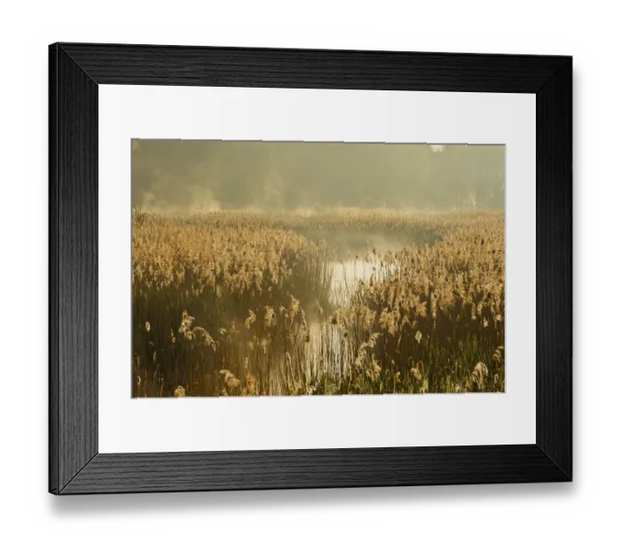Framed Print : Reedbeds (Phragmites australis) at sunrise, Lakenheath Fen RSPB Reserve, Suffolk, UK, May Framed Print : Reedbeds (Phragmites australis) at sunrise, Lakenheath Fen RSPB Reserve, Suffolk, UK, May