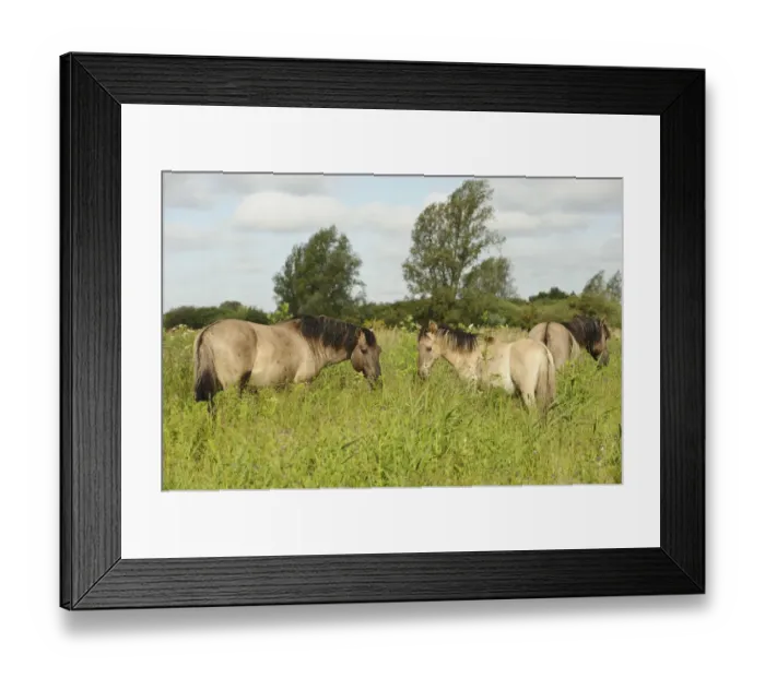 Framed Print : Konik horse (Equus caballus) stallion and juvenile on Wicken Fen, Cambridgeshire Framed Print : Konik horse (Equus caballus) stallion and juvenile on Wicken Fen, Cambridgeshire