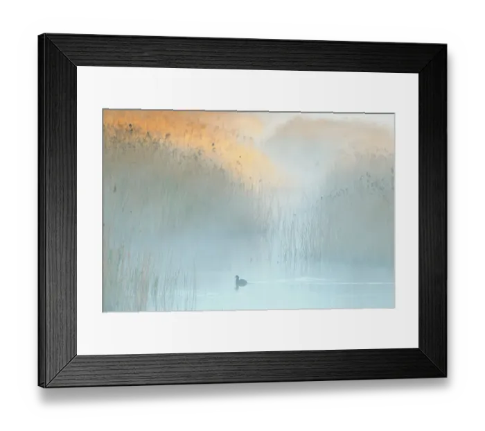 Framed Print : Reedbeds at dawn with Coot (Fulica atra) in mist, Lakenheath Fen RSPB Reserve, Suffolk, UK, May. 2020VISION Book Plate Framed Print : Reedbeds at dawn with Coot (Fulica atra) in mist, Lakenheath Fen RSPB Reserve, Suffolk, UK, May. 2020VISION Book Plate
