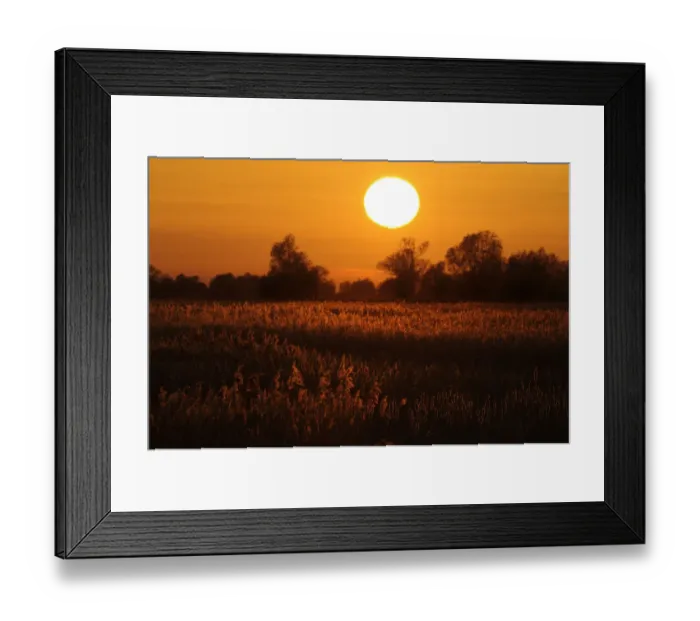 Framed Print : Reed beds on Joist Fen at sunset, Lakenheath Fen RSPB Reserve, Suffolk, UK, April 2011 Framed Print : Reed beds on Joist Fen at sunset, Lakenheath Fen RSPB Reserve, Suffolk, UK, April 2011