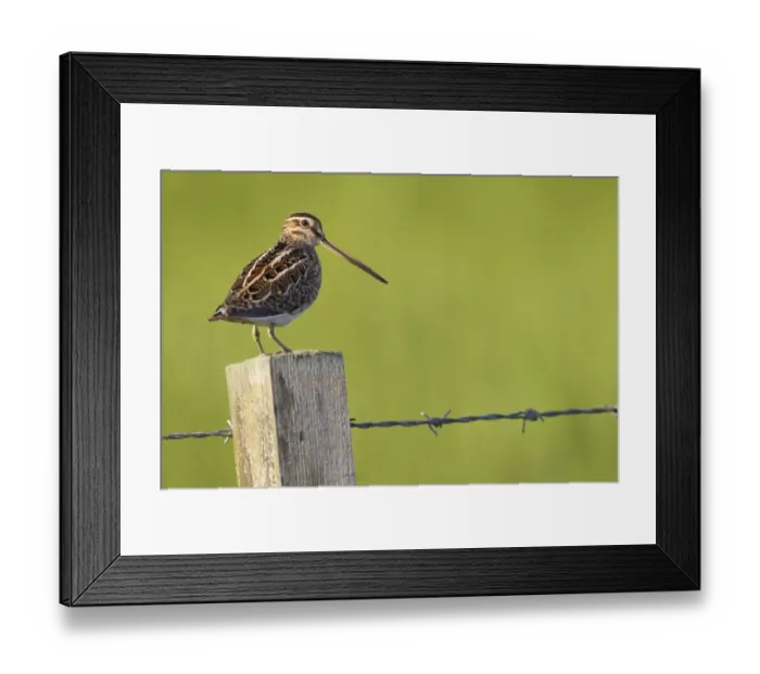 Framed Print : Snipe (Gallinago gallinago) perched on fencepost, RSPB Balranald nature reserve, North Uist Framed Print : Snipe (Gallinago gallinago) perched on fencepost, RSPB Balranald nature reserve, North Uist