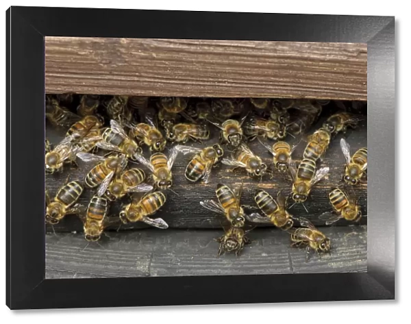 Worker European honey bees (Apis mellifera) entering and leaving hive at a heathland site