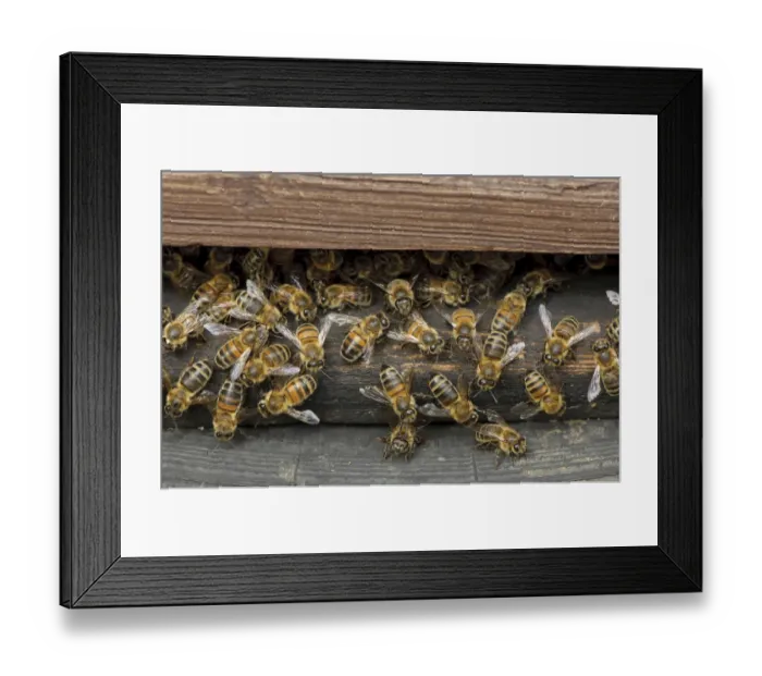 Framed Print : Worker European honey bees (Apis mellifera) entering and leaving hive at a heathland site Framed Print : Worker European honey bees (Apis mellifera) entering and leaving hive at a heathland site