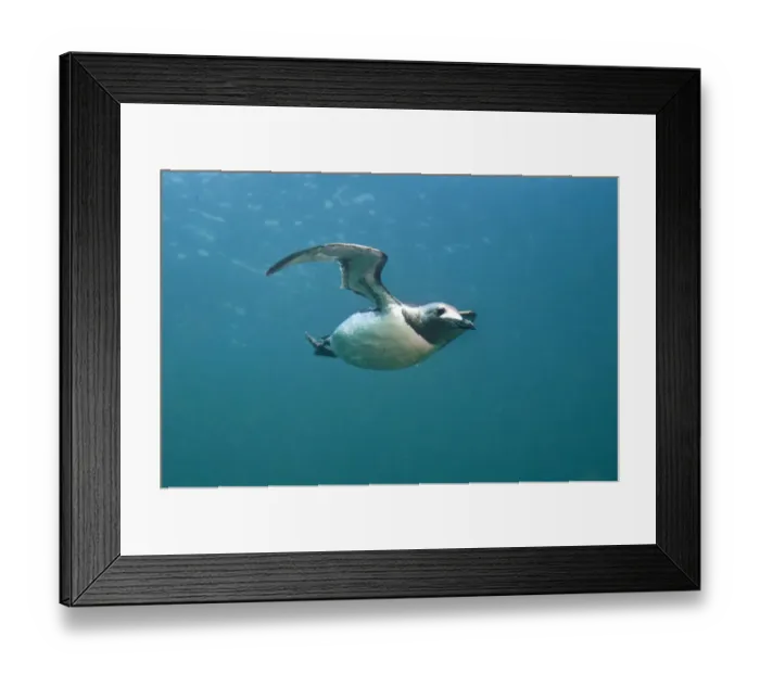 Framed Print : Common guillemot (Uria aalge) swimming underwater, Farne Islands, Northumberland, UK, July Framed Print : Common guillemot (Uria aalge) swimming underwater, Farne Islands, Northumberland, UK, July