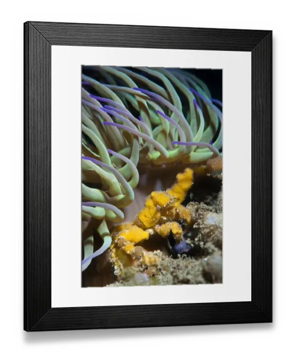Framed Print : Leachs spider crab (Inachus phalangium) sheltering from the current beneath Framed Print : Leachs spider crab (Inachus phalangium) sheltering from the current beneath