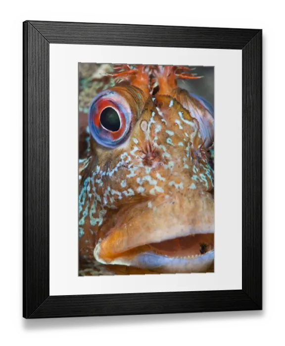 Framed Print : Portrait of Tompot blenny (Parablennius gattorugine) male in bright breeding colours Framed Print : Portrait of Tompot blenny (Parablennius gattorugine) male in bright breeding colours