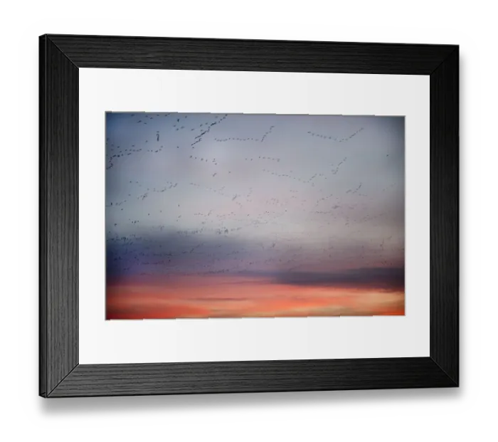 Framed Print : Pink-footed geese (Anser brachyrynchus) flocks in flight leaving overnight roost at dawn Framed Print : Pink-footed geese (Anser brachyrynchus) flocks in flight leaving overnight roost at dawn
